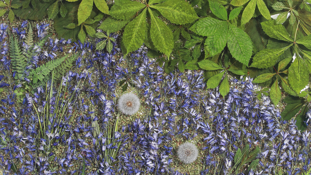 Sasha Sykes, Hope (bluebells and seeds). Courtesy of Voltz Clarke Gallery