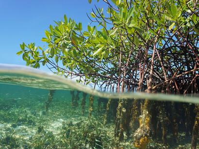 Mangroves, an eco-tourist attraction