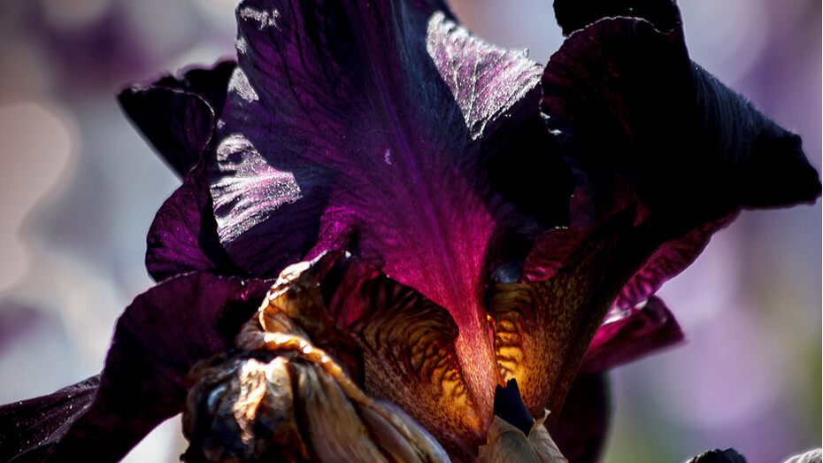 Traversière © Claudine Booth