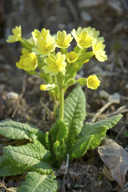 Primula odorosa (Primula veris)
