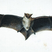 Zahari Zograph, Study of a bat, ca. 1839. Courtesy of National Gallery