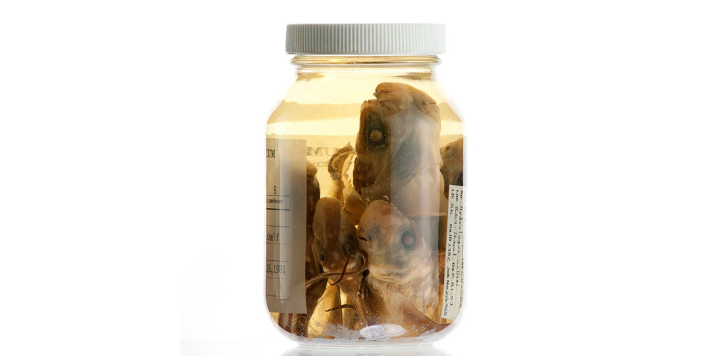 Ichthyology. Courtesy of Royal BC Museum