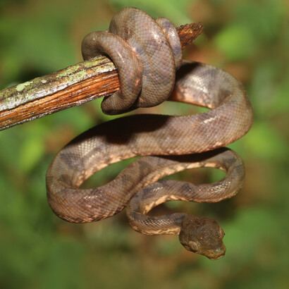 Un neonato de la boa arborícola norteña («Corallus ruschenbergerii»). Foto: Roel De Plecker