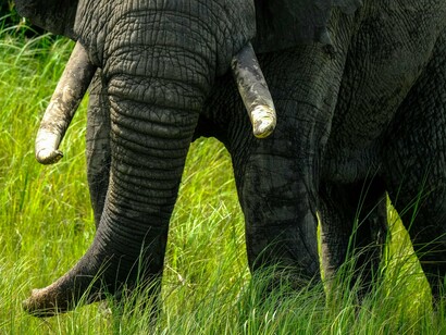 An elephant’s ivory tusks seen against the backdrop of savanna, reflecting one of the earliest resources extracted from Africa for foreign profit