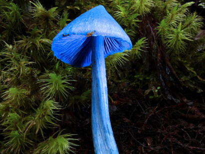 «Entoloma hochstetteri» tiene un pequeño y delicado cuerpo frutal epigeo (sobre el suelo) (basidiocarpo). El sombrero puede tener hasta 4 cm de diámetro y forma cónica