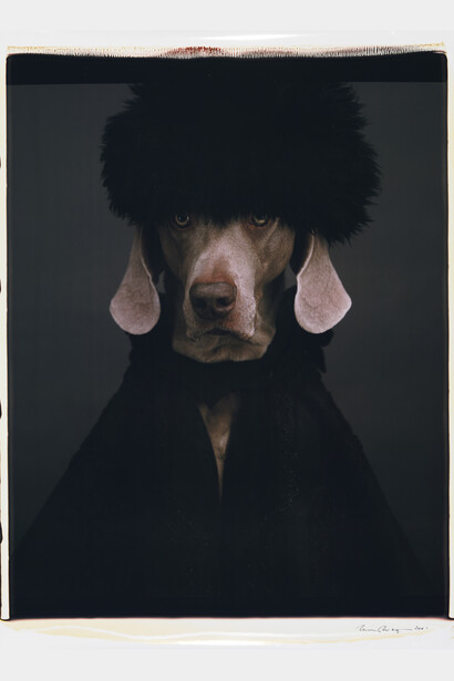 William Wegman Igor or Ivan 2001 (c) William Wegman Image courtesy of Huxley-Parlour Gallery