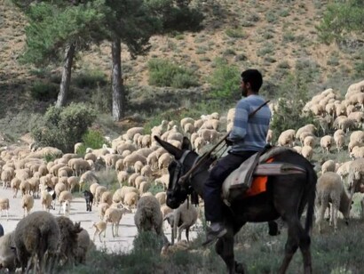 Un pastor vigila a su ganado montado en un burro