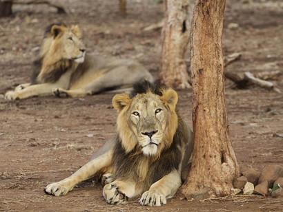 A lion in Sasan Gir