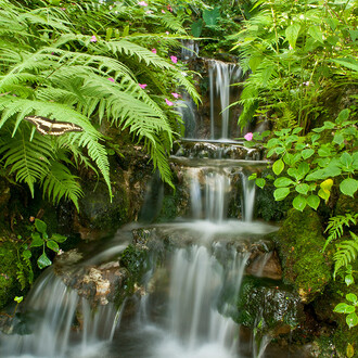 Butterfly Rainforest. Courtesy of Florida Museum of Natural History