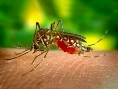      Os protozoários Plasmodium são transportados por mosquitos fêmeas infectados do gênero Anopheles