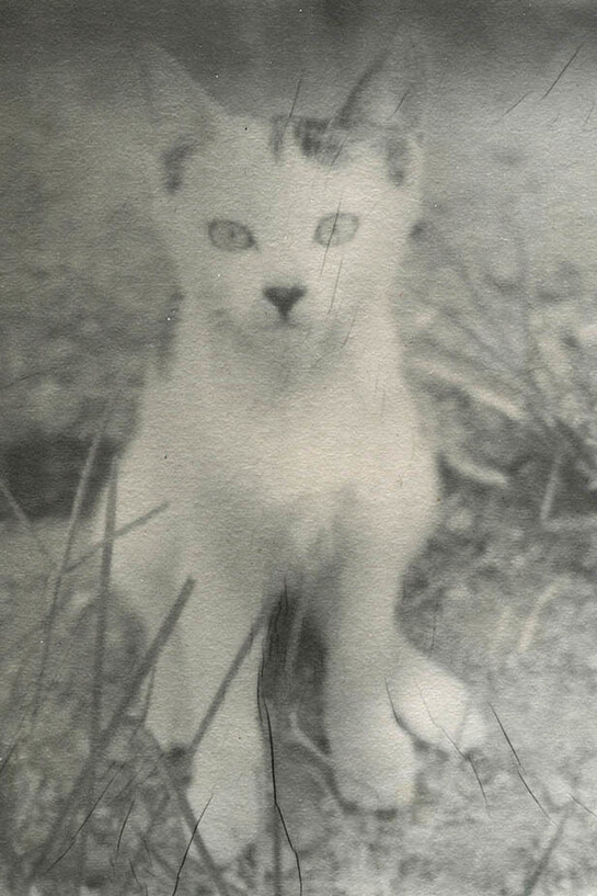 Zhang Xiao,
A Wildcat in the Village,
2015,
Instant film on paper,
9.5 x 9 cm