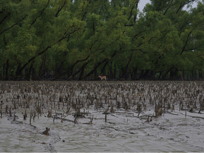 Tomoko Yoneda, from the series Rivers become Oceans, Lone Deer, Sundarbans, Bangladesh, 2008
© Tomoko Yoneda