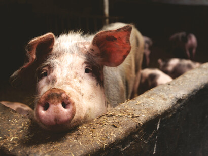 La peste suina africana. In tutte le macroaree infette, il sequenziamento dei campioni ha permesso di rilevare che lo stipite virale circolante appartiene al genotipo II