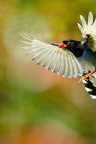 Urraca piquirroja en vuelo