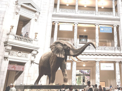 Museo Nacional de Historia Natural del Instituto Smithsoniano, Washington D. C. 