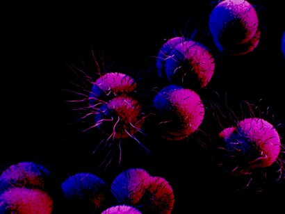 Bacteria «Neisseria gonorrhoeae». Ilustradora médica: Alissa Eckert