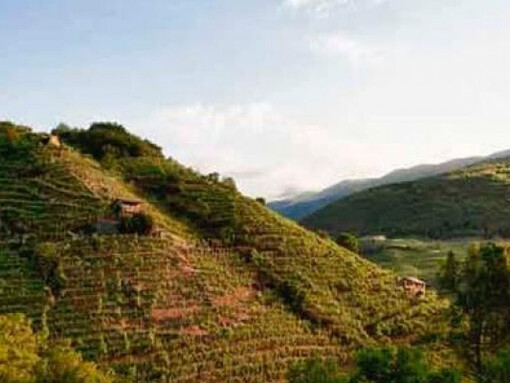 Collina vino Eroico