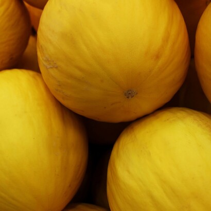 La produzione di meloni e cocomeri rappresenta una componente significativa dell'orticoltura pugliese e si inserisce in una tradizione agricola fortemente legata alle colture stagionali