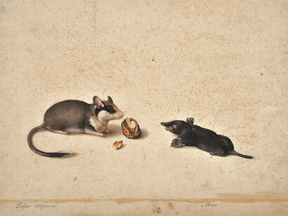 Jacopo Ligozzi, Tavole naturalistiche - I Mammiferi e i Rettili - Topo quercino (Eliomys quercinus) e talpa (Talpa sp.), 1577-1587 ca, pietra nera naturale, pigmenti policromi di natura organica e inorganica, su carta con imprimitura a bianco di piombo, Firenze, Gabinetto Disegni e Stampe degli Uffizi  
