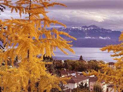 Splendeur jaune de l'automne à Lausanne, le 28 octobre 2020. Photo de December Jewel