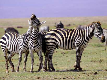 Zebre