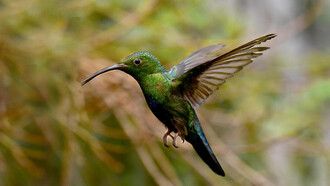 Il colibrì all'oasi di Sant’Alessio
