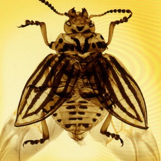 Mary Pritchard, Colorado Beetle