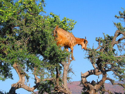 Goats are particularly fond of its leaves and fruits and do not hesitate to climb there, despite the thorns on its branches