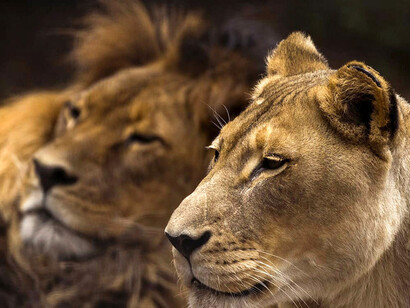 Pareja de leones