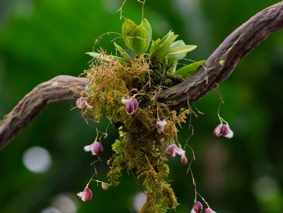 Tiny orchid grows on a vine
