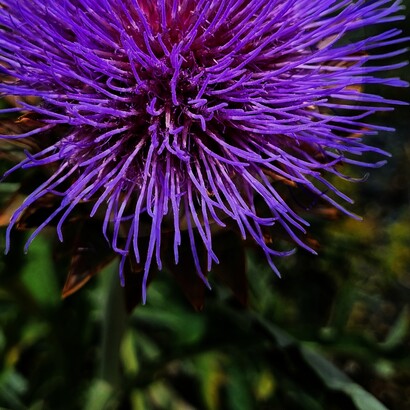 Ricco di fibre e sostanze amare, il Cynara cardunculus altilis è noto per le sue proprietà depurative e digestive