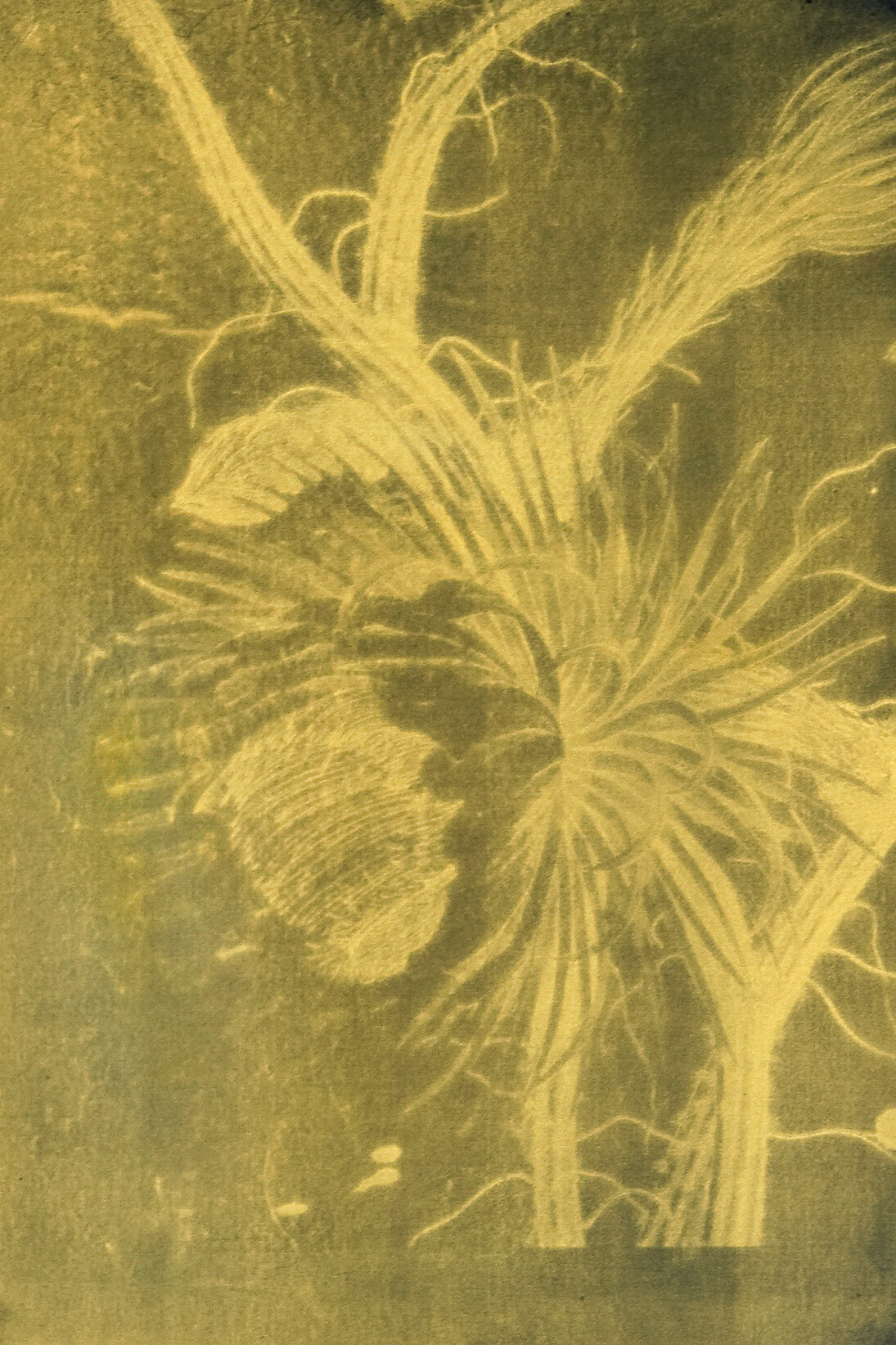 Nick Fox, Love’s Sigh 7, 2012, gold dust on carbon paper, 30 x 21 cm 