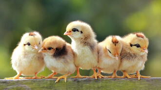 Pollitos de graja sobre un trozo de madera