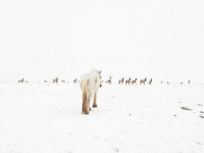 Lucas Foglia, Jewett Elk Feeding Ground, Merna, Wyoming, digital C-print on Fuji Crystal Archive paper. Courtesy of Robischon Gallery