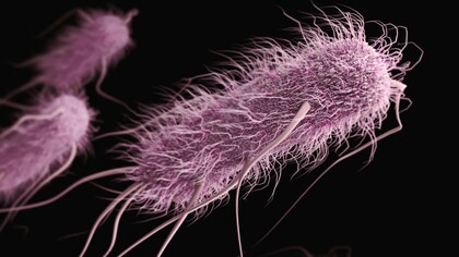 Escherichia coli est une bactérie coliforme en forme de bâtonnet, anaérobie facultative, à Gram négatif, du genre Escherichia, que l'on trouve couramment dans l'intestin inférieur des organismes à sang chaud.