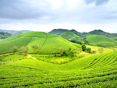 Verdant tea plantations, highlighting the legacy of colonial cash crops that overshadow local food systems