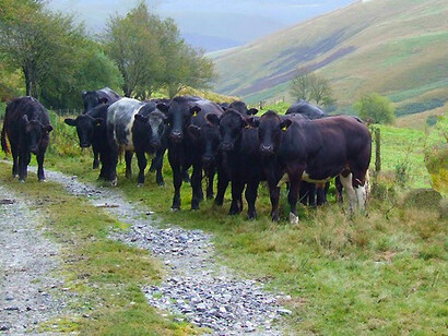 Questa pratica favorisce inoltre l'economia locale, promuovendo attività agro-pastorali e il turismo lento