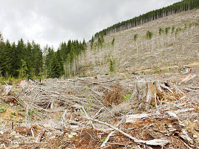 Piles of freshly cut pine logs at a forest edge reveal the effects of deforestation and commercial logging