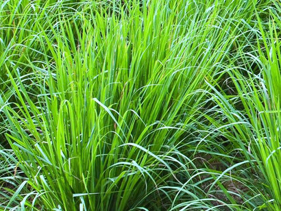 La citronella è ottima contro le infiammazioni intestinali