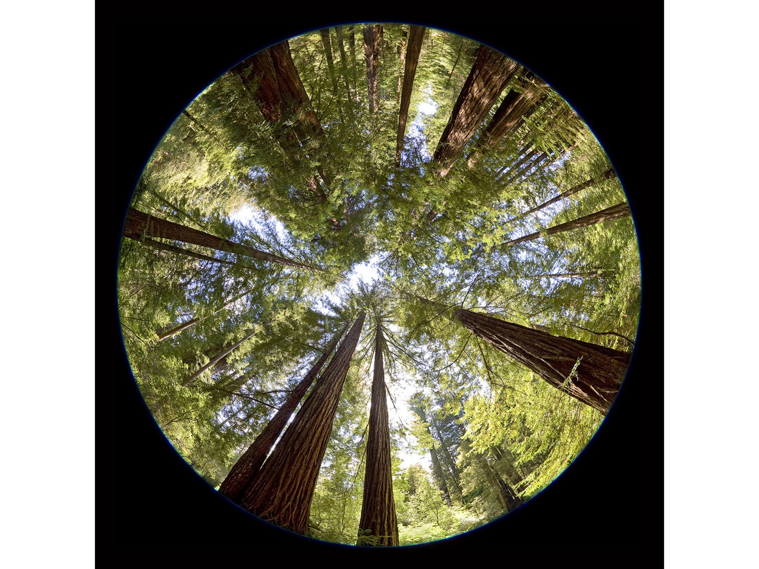 Peter Newman, Redwood Forest, California, 2008