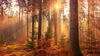 L'autunno, con il suo foliage ricco di colori, ci ricorda che il ritmo della Terra è un flusso armonioso di pienezza e leggerezza, dove ogni ciclo si conclude senza sforzo