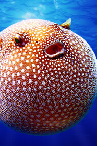 A puffer fish