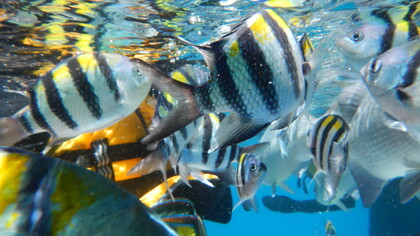 Arrecife de Agincourt, 2013, Gran Barrera de Coral, Queensland, Australia