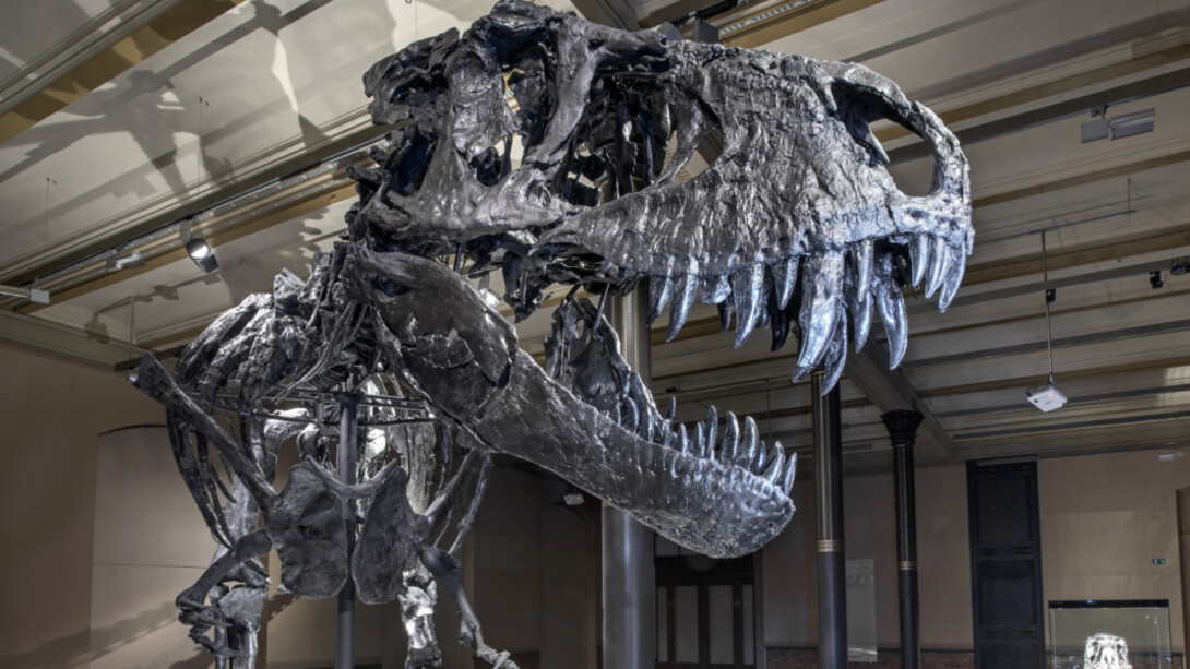 Tristan. Berlin bares teeth. Courtesy of Museum für Naturkunde