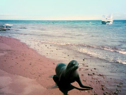 Galápagos, Isola di Lobos, leone marino