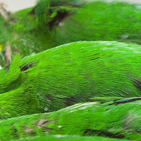 Zoology collections. Courtesy of Natural History Museum 
