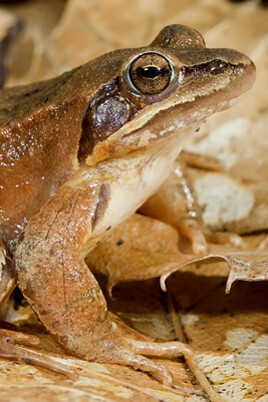 Reptiles and Amphibians Gallery. Courtesy of Museo di Storia Naturale