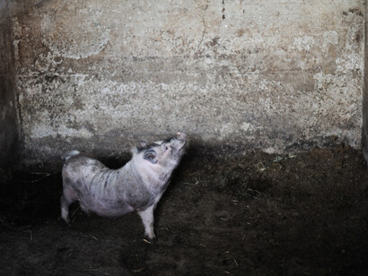 La luce necessaria. Courtesy of FIAF