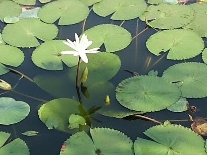 Los consejos de ayurveda: funcionan a través de la prevención y el tratamiento de desequilibrios en el cuerpo. Salud y metáfora del caballo muerto 