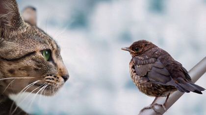 A bird and a cat stare intently at each other